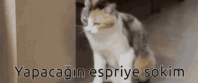 a calico cat is standing in front of a door with the words yapacagin espriye sokim written below it