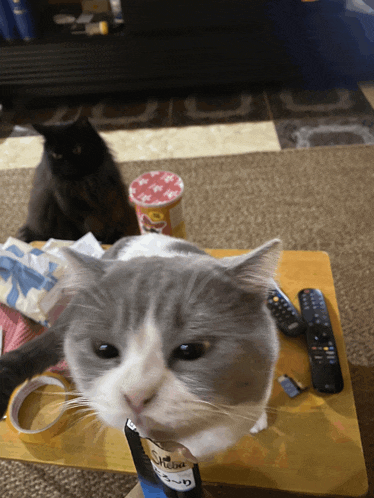 a gray and white cat is looking at a bag of pringles chips