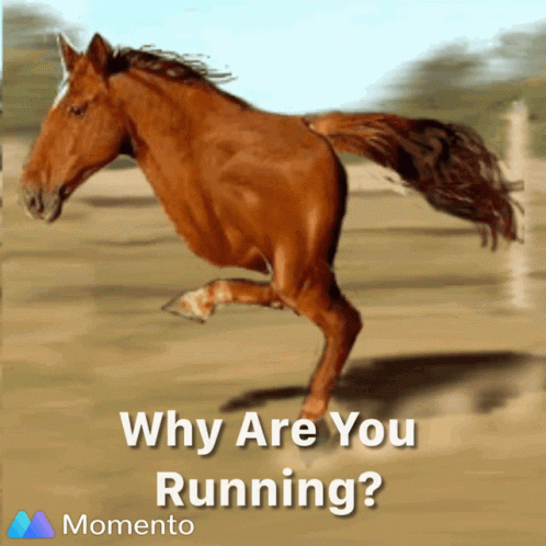 Why Are You Running Horse GIF - Why Are You Running Horse Half GIFs