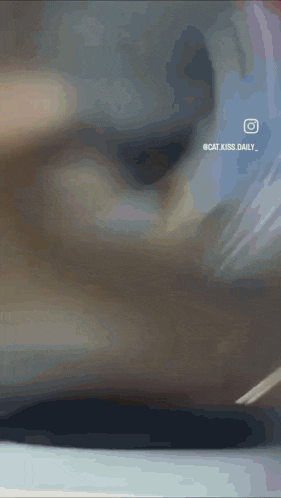 a close up of a cat 's face with the words cat kiss daily visible