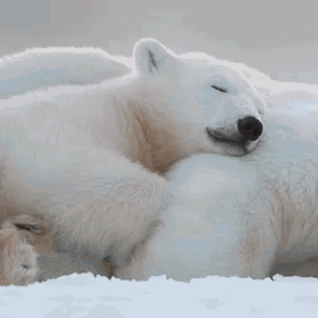 Polar Bear Jin Sleep GIF - Polar Bear Jin Sleep Asleep GIFs