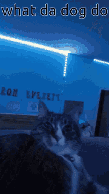 a cat laying on a couch with the words what da dog do written above it
