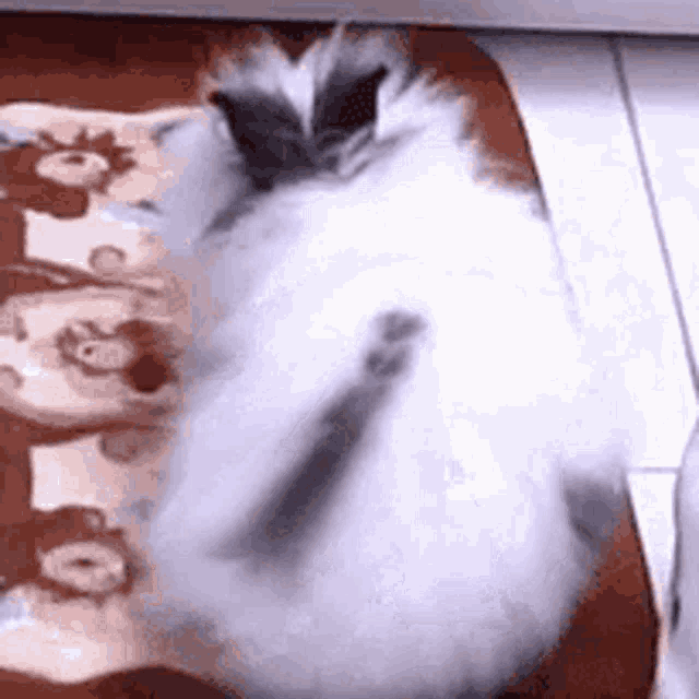 a fluffy white cat is laying on its back on a rug .