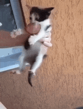 a black and white cat is being held in a person 's arms .