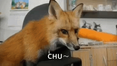 Fox Animals GIF - Fox Animals Cute Animals GIFs