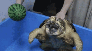 a person is holding a watermelon over a turtle in a blue container .