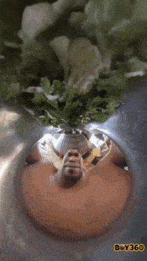 a reflection of a man in a bowl of lettuce with the words boy360 below it
