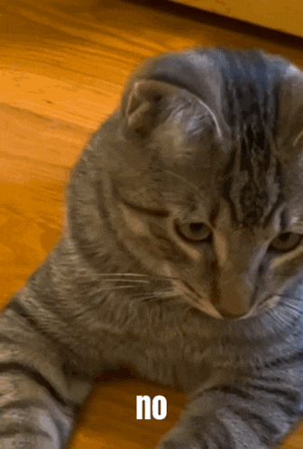 a cat is laying on the floor and the word no is on the bottom right