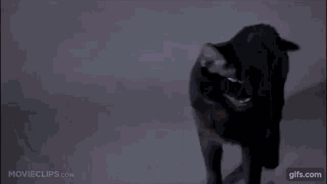 a close up of a black cat with its mouth open and teeth .