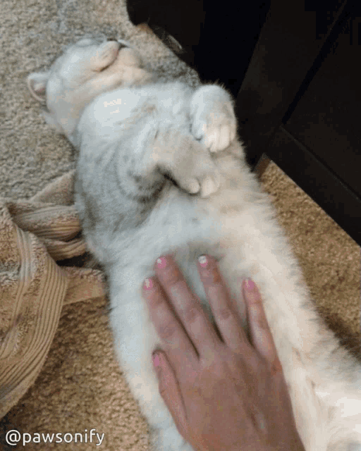 a person 's hand is petting a cat 's belly with the hashtag pawsonify on the bottom
