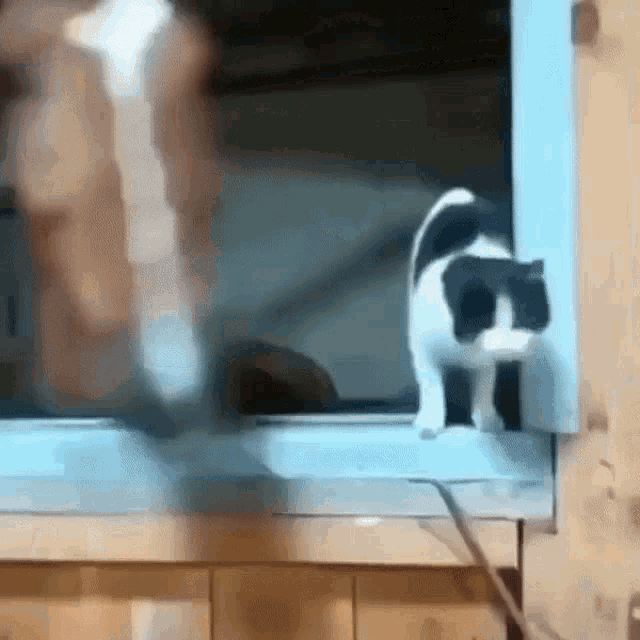Horse Cat GIF - Horse Cat Throw GIFs