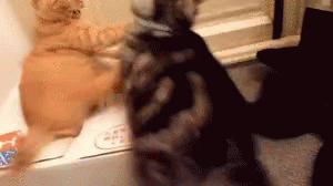 Cats Fight GIF - Cats Fight Slap GIFs