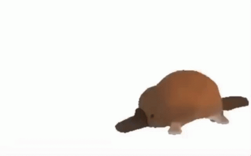 Animal Platypus GIF - Animal Platypus Meme GIFs