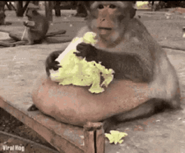 Grorilla Backup Eating GIF - Grorilla Backup Eating Monkey GIFs