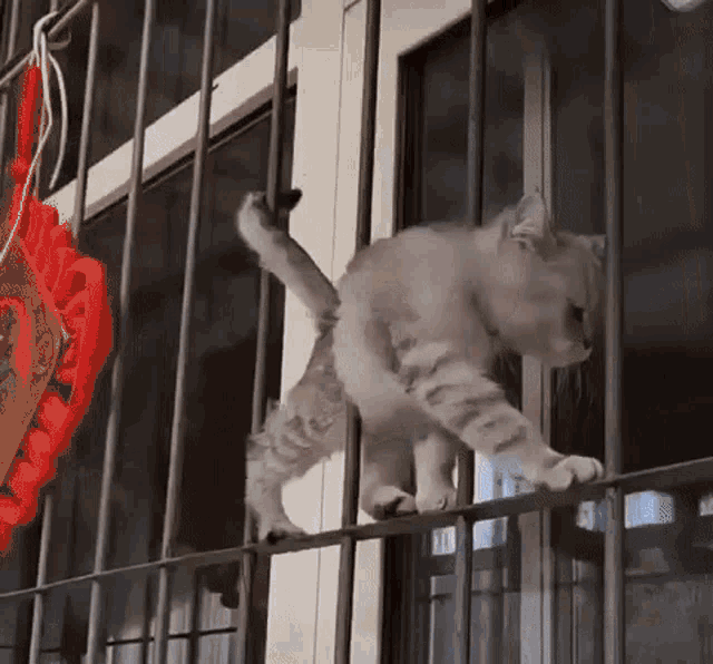 Cat Fence GIF - Cat Fence Kitty GIFs