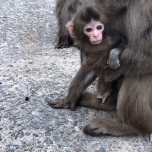 Baby Monkey GIF - Baby Monkey Cute GIFs