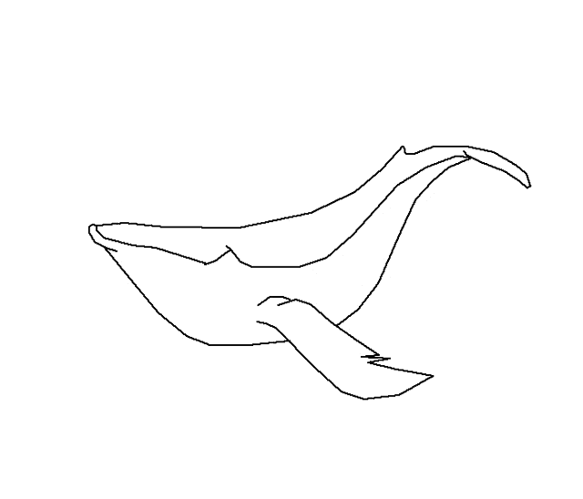 a black and white drawing of a humpback whale with a long tail .