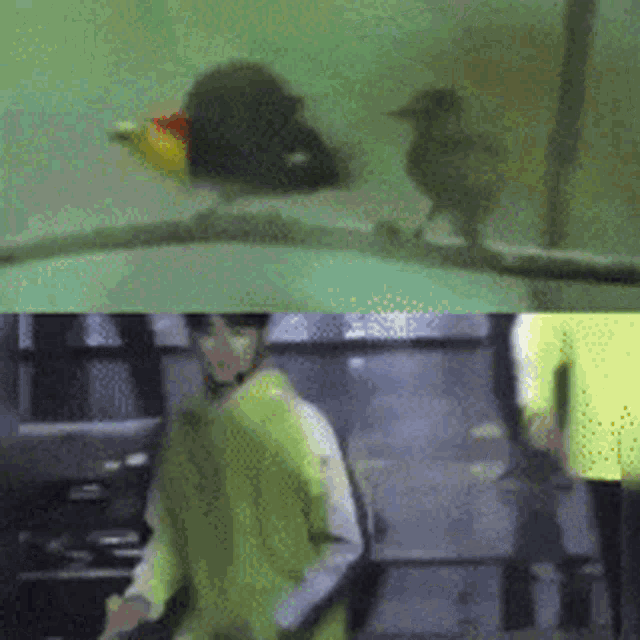 a bird is sitting on a branch next to a man