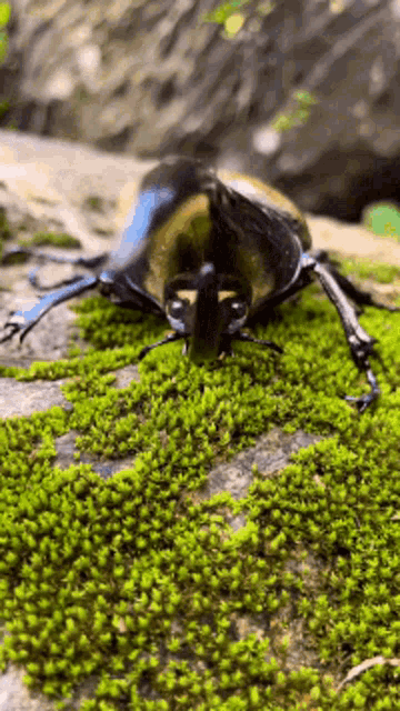 Hercules Beetle GIF - Hercules Beetle Hercules Beetle GIFs