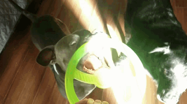 two dogs are playing with a green frisbee