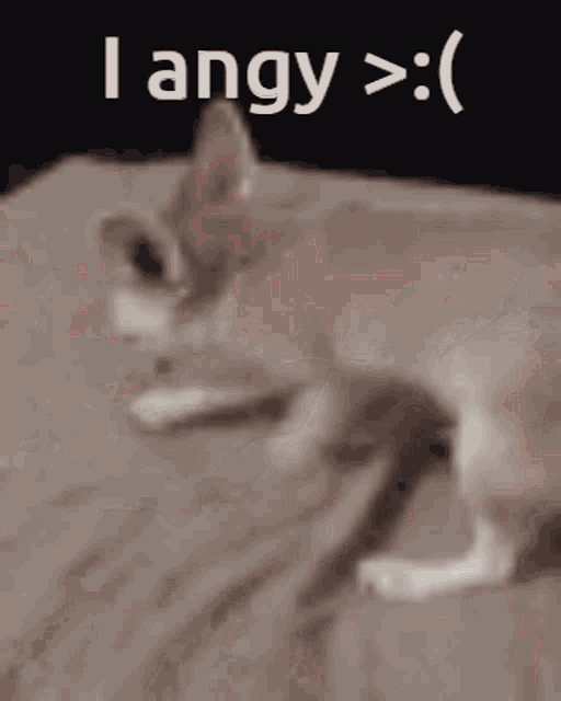 Angy Angry GIF - Angy Angry Fennec Fox GIFs