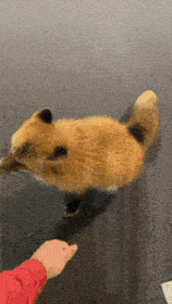 a person in a red jacket is petting a fox on the ground