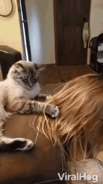 Cat Combing Hair Viralhog GIF - Cat Combing Hair Viralhog Cute GIFs