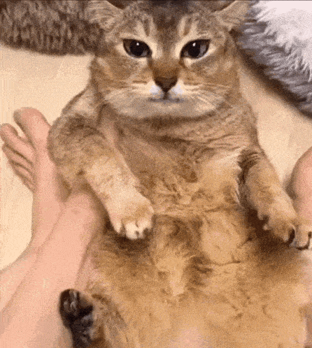 a cat is sitting on a person 's lap .