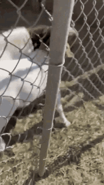 a goat is behind a chain link fence eating hay .