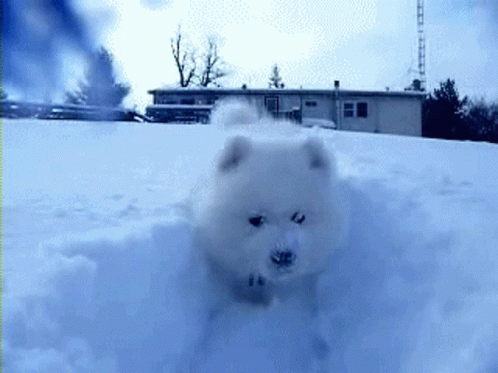 Snow Samoyed Samoyed GIF - Snow Samoyed Samoyed Russia Dog GIFs