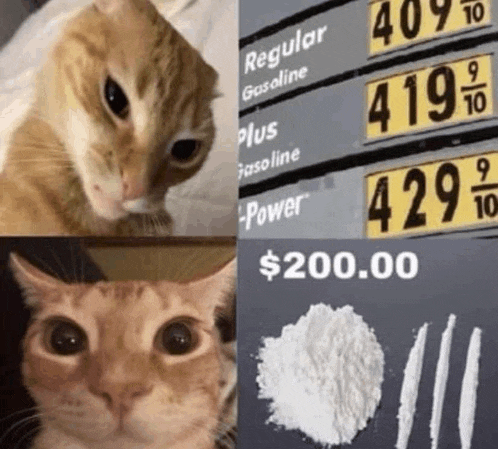 a cat next to a sign that says regular gasoline and a pile of cocaine