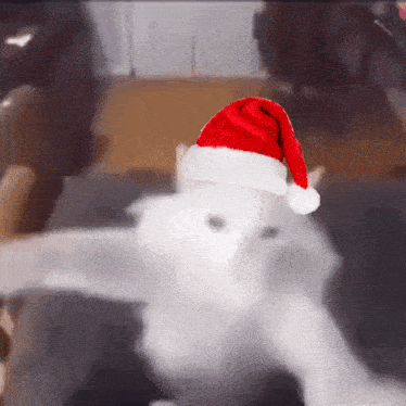 a white cat is wearing a santa hat on its head