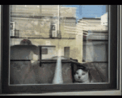 a cat is looking out a window with a reflection of a building