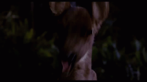 Are We There Yet Deer GIF - Are We There Yet Deer Screaming GIFs