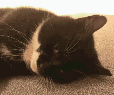 a black and white cat laying on a carpet looking at the camera