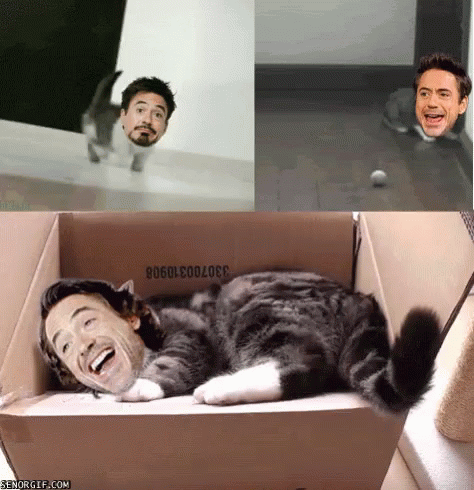 Robert Downey Jr Cat GIF - Robert Downey Jr Cat Funny GIFs