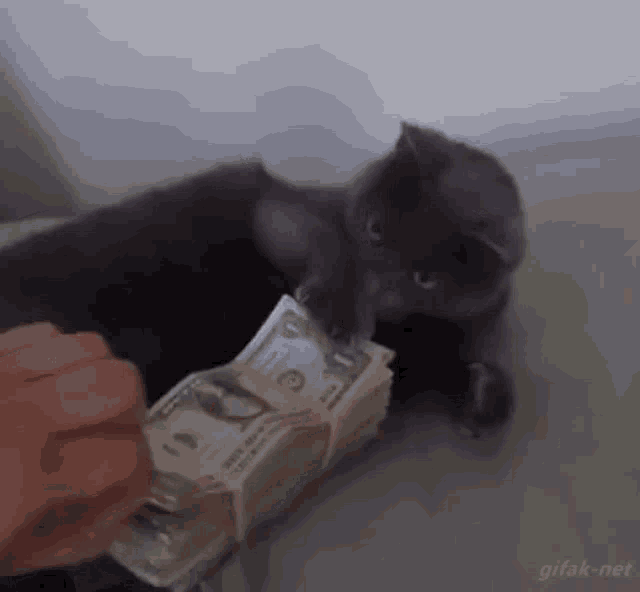 Cat Money GIF - Cat Money Hit GIFs