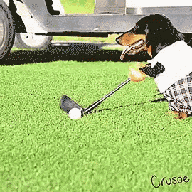 a dachshund playing golf with a golf club and ball