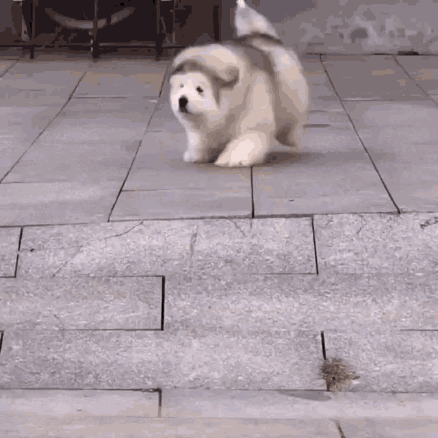 Dog Cute GIF - Dog Cute Cute Dog GIFs