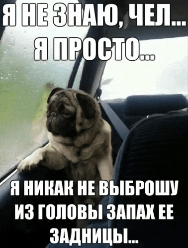 a pug dog sitting in the back seat of a car with a caption in russian