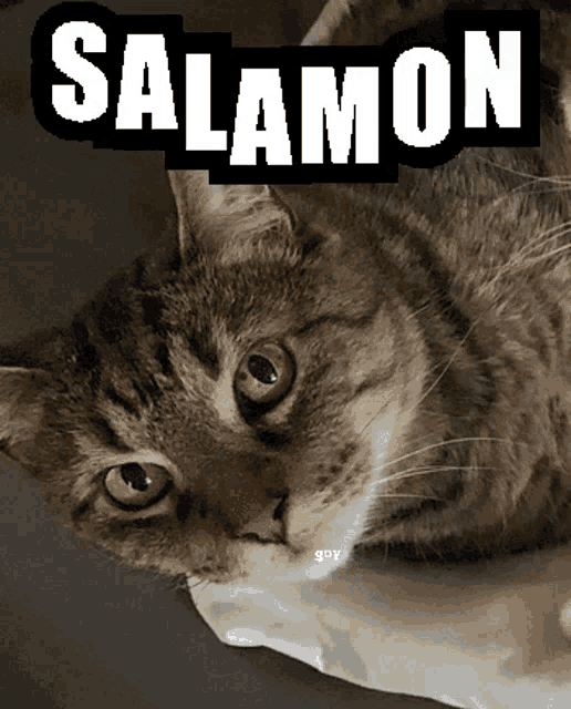 a cat laying down with the word salmon above it