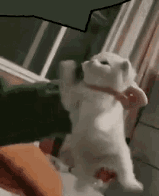 a white cat is standing on its hind legs on a bed in a room .