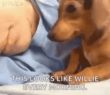 a dachshund puppy is laying on a bed and looking at the camera .