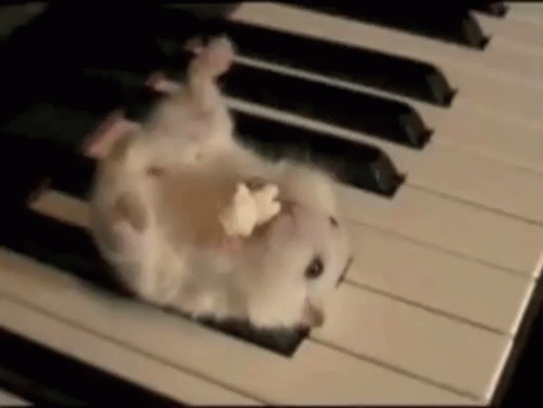 Hamster Eating Popcorn On Piano GIF - Hamster Hamster Eating Hamster Eating Popcorn GIFs