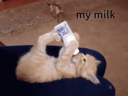 Milk Cat GIF