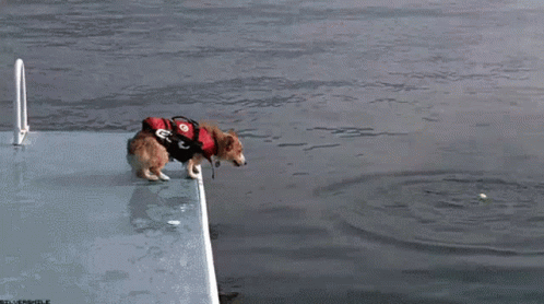 Dog Rescuer Jump GIF - Dog Rescuer Jump Vest GIFs