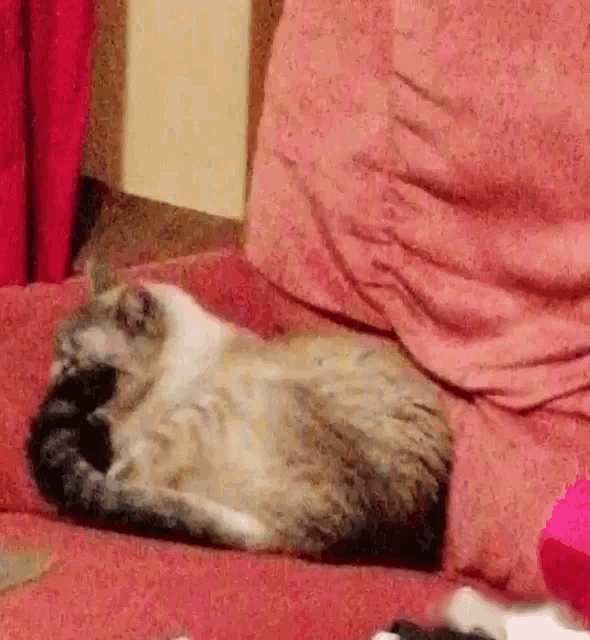 a cat is laying on a pink couch with a pink blanket
