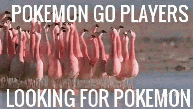 Pokemon Go GIF - Pokemon Go Pink Flamingo GIFs