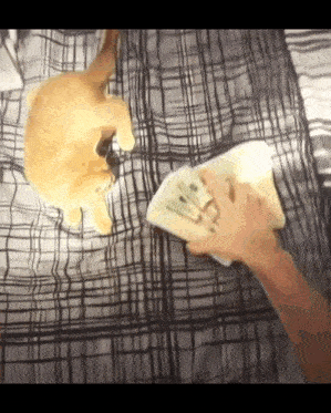 a cat is laying on a bed while a person wipes a book