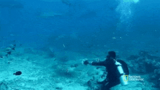 a scuba diver is sitting on the bottom of the ocean looking at a shark .